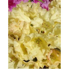Рододендрон Саффрано (жовтий) | Rhododendron Saffrano | Рододендрон Саффрано (желтый)