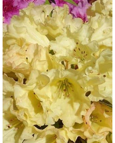 Рододендрон Саффрано (жовтий) | Rhododendron Saffrano | Рододендрон Саффрано (желтый)