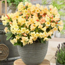 Рододендрон Саффрано (жовтий) | Rhododendron Saffrano | Рододендрон Саффрано (желтый)