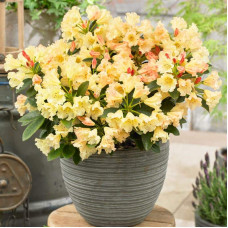 Рододендрон Саффрано (жовтий) | Rhododendron Saffrano | Рододендрон Саффрано (желтый)