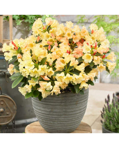 Рододендрон Саффрано (жовтий) | Rhododendron Saffrano | Рододендрон Саффрано (желтый)