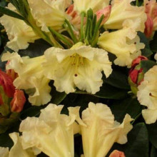 Рододендрон Саффрано (жовтий) | Rhododendron Saffrano | Рододендрон Саффрано (желтый)
