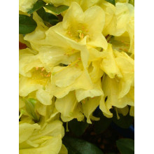 Рододендрон Саффрано (жовтий) | Rhododendron Saffrano | Рододендрон Саффрано (желтый)