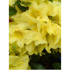 Рододендрон Саффрано (жовтий) | Rhododendron Saffrano | Рододендрон Саффрано (желтый)