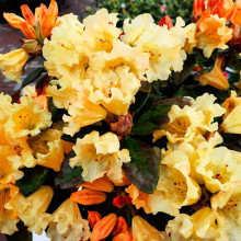 Рододендрон Саффрано (жовтий) | Rhododendron Saffrano | Рододендрон Саффрано (желтый)