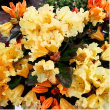 Рододендрон Саффрано (жовтий) | Rhododendron Saffrano | Рододендрон Саффрано (желтый)