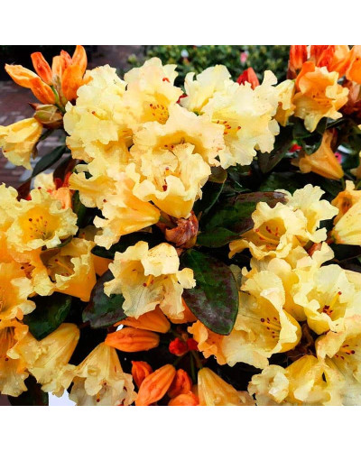 Рододендрон Саффрано (жовтий) | Rhododendron Saffrano | Рододендрон Саффрано (желтый)