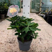 Рододендрон Саффрано (жовтий) | Rhododendron Saffrano | Рододендрон Саффрано (желтый)