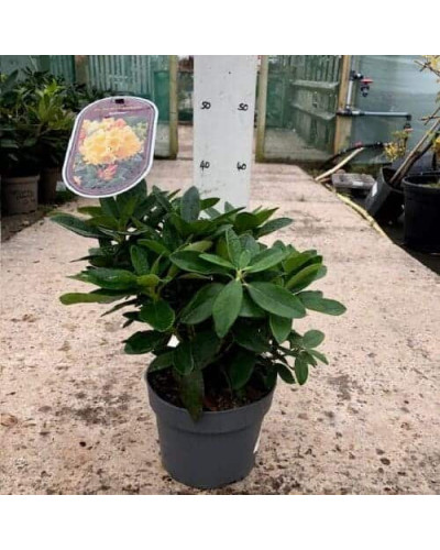 Рододендрон Саффрано (жовтий) | Rhododendron Saffrano | Рододендрон Саффрано (желтый)