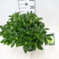 Рододендрон Саффрано (жовтий) | Rhododendron Saffrano | Рододендрон Саффрано (желтый)