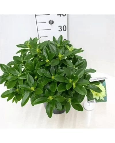 Рододендрон Саффрано (жовтий) | Rhododendron Saffrano | Рододендрон Саффрано (желтый)