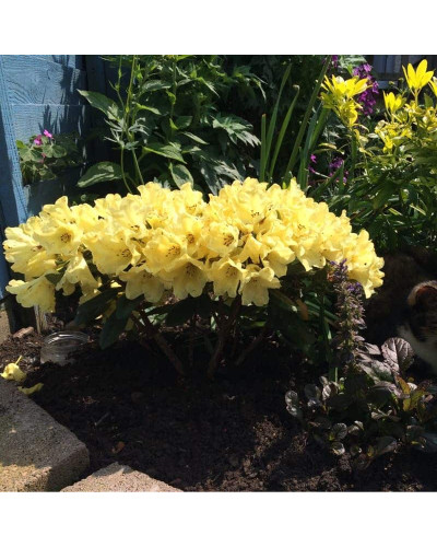 Рододендрон Саффрано (жовтий) | Rhododendron Saffrano | Рододендрон Саффрано (желтый)