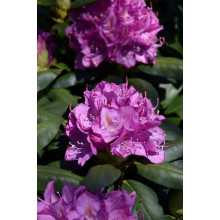 Рододендрон Розеум Елеганс | Rhododendron Roseum Elegans | Рододендрон Розеум Элеганс