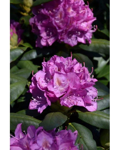 Рододендрон Розеум Елеганс | Rhododendron Roseum Elegans | Рододендрон Розеум Элеганс
