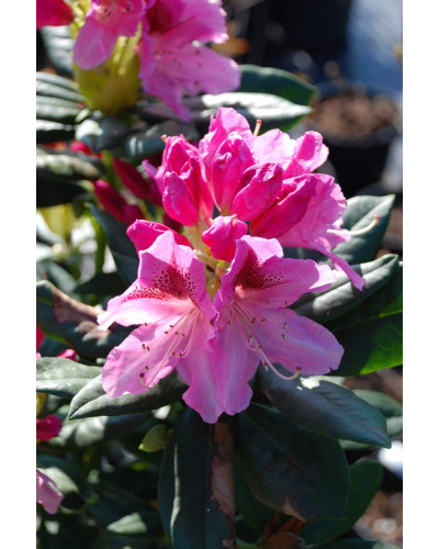 Рододендрон Розеум Елеганс | Rhododendron Roseum Elegans | Рододендрон Розеум Элеганс