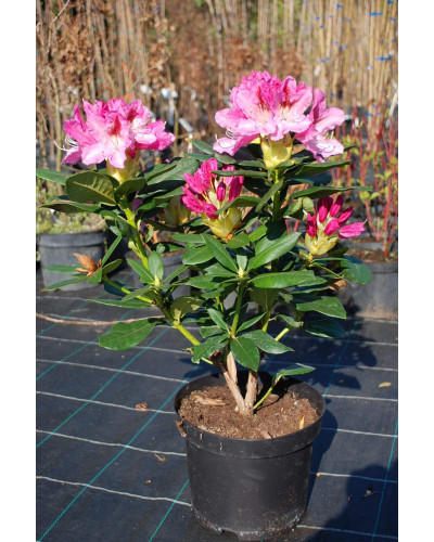 Рододендрон Розеум Елеганс | Rhododendron Roseum Elegans | Рододендрон Розеум Элеганс