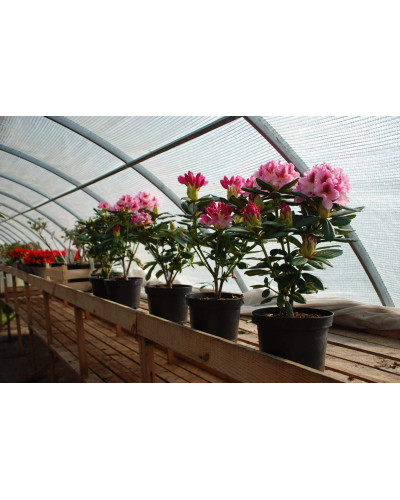 Рододендрон Розеум Елеганс | Rhododendron Roseum Elegans | Рододендрон Розеум Элеганс