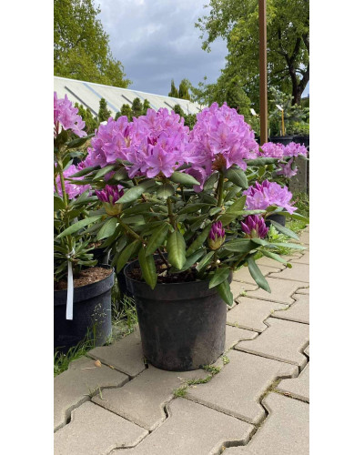 Рододендрон Розеум Елеганс | Rhododendron Roseum Elegans | Рододендрон Розеум Элеганс