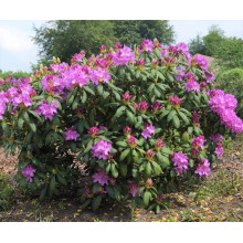 Рододендрон Розеум Елеганс | Rhododendron Roseum Elegans | Рододендрон Розеум Элеганс