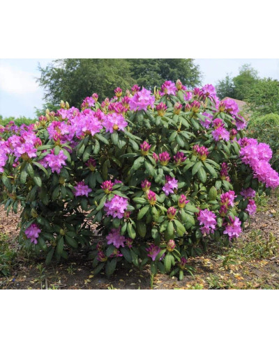 Рододендрон Розеум Елеганс | Rhododendron Roseum Elegans | Рододендрон Розеум Элеганс