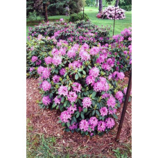 Рододендрон Розеум Елеганс | Rhododendron Roseum Elegans | Рододендрон Розеум Элеганс