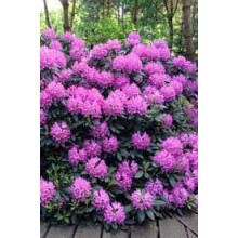 Рододендрон Розеум Елеганс | Rhododendron Roseum Elegans | Рододендрон Розеум Элеганс