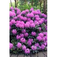 Рододендрон Розеум Елеганс | Rhododendron Roseum Elegans | Рододендрон Розеум Элеганс