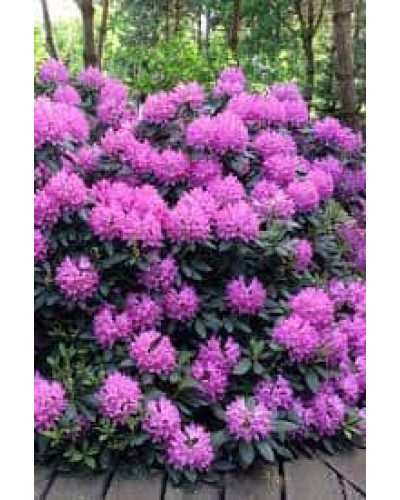 Рододендрон Розеум Елеганс | Rhododendron Roseum Elegans | Рододендрон Розеум Элеганс