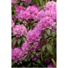 Рододендрон Розеум Елеганс | Rhododendron Roseum Elegans | Рододендрон Розеум Элеганс