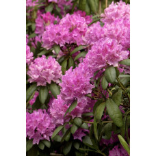 Рододендрон Розеум Елеганс | Rhododendron Roseum Elegans | Рододендрон Розеум Элеганс