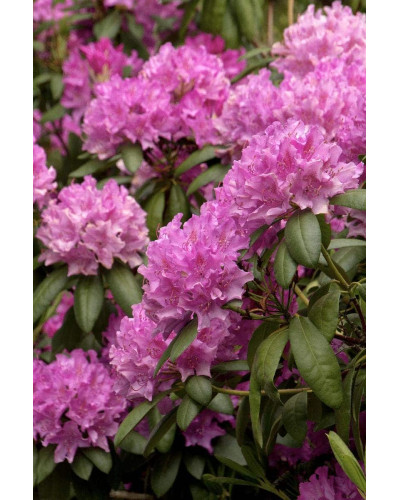 Рододендрон Розеум Елеганс | Rhododendron Roseum Elegans | Рододендрон Розеум Элеганс