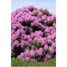 Рододендрон Розеум Елеганс | Rhododendron Roseum Elegans | Рододендрон Розеум Элеганс