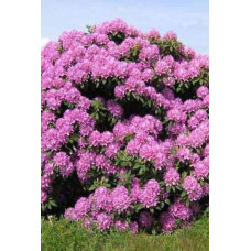 Рододендрон Розеум Елеганс | Rhododendron Roseum Elegans | Рододендрон Розеум Элеганс