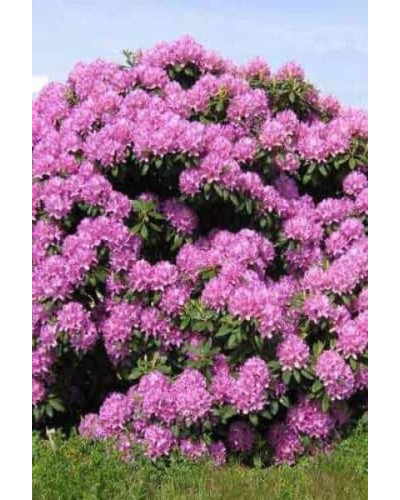 Рододендрон Розеум Елеганс | Rhododendron Roseum Elegans | Рододендрон Розеум Элеганс