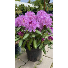 Рододендрон Розеум Елеганс | Rhododendron Roseum Elegans | Рододендрон Розеум Элеганс