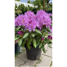 Рододендрон Розеум Елеганс | Rhododendron Roseum Elegans | Рододендрон Розеум Элеганс