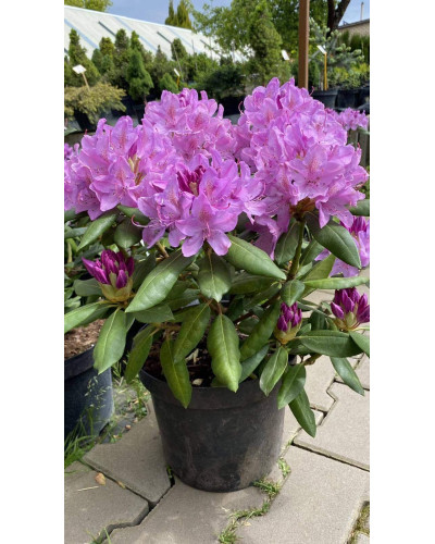 Рододендрон Розеум Елеганс | Rhododendron Roseum Elegans | Рододендрон Розеум Элеганс