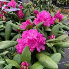 Рододендрон Розеум Елеганс | Rhododendron Roseum Elegans | Рододендрон Розеум Элеганс