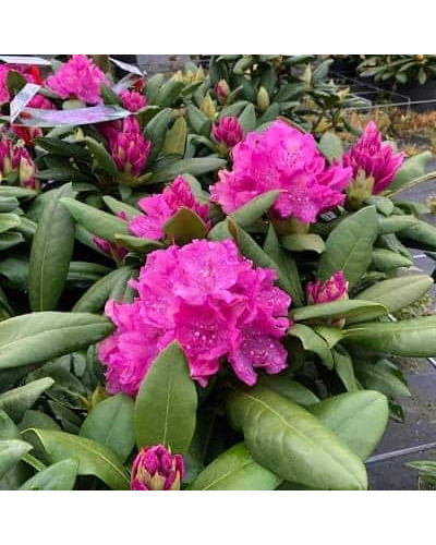 Рододендрон Розеум Елеганс | Rhododendron Roseum Elegans | Рододендрон Розеум Элеганс