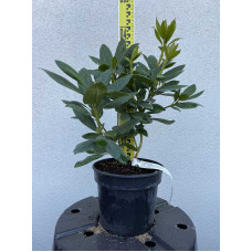 Рододендрон Розеум Елеганс | Rhododendron Roseum Elegans | Рододендрон Розеум Элеганс