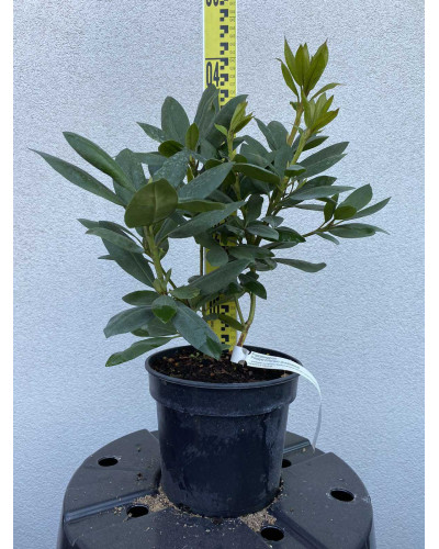 Рододендрон Розеум Елеганс | Rhododendron Roseum Elegans | Рододендрон Розеум Элеганс