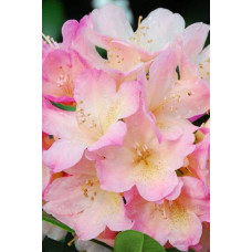 Рододендрон Персі Вайсман | Рододендрон Перси Вайсман | Rhododendron Percy Wiseman