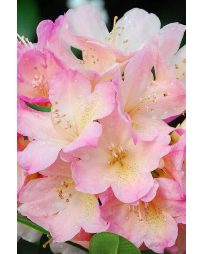Рододендрон Персі Вайсман | Рододендрон Перси Вайсман | Rhododendron Percy Wiseman