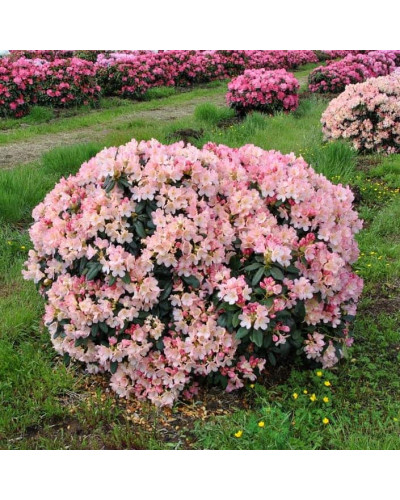 Рододендрон Персі Вайсман | Рододендрон Перси Вайсман | Rhododendron Percy Wiseman