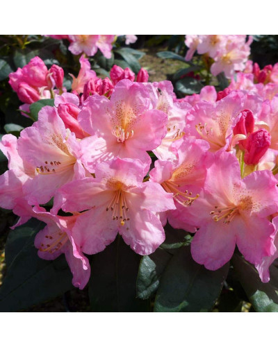 Рододендрон Персі Вайсман | Рододендрон Перси Вайсман | Rhododendron Percy Wiseman