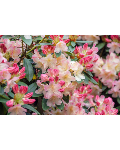 Рододендрон Персі Вайсман | Рододендрон Перси Вайсман | Rhododendron Percy Wiseman