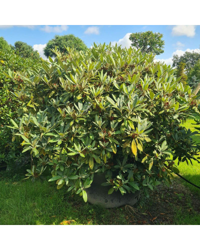 Рододендрон Персі Вайсман | Рододендрон Перси Вайсман | Rhododendron Percy Wiseman