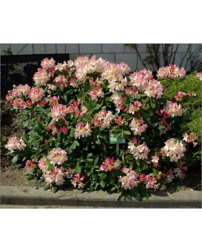 Рододендрон Персі Вайсман | Рододендрон Перси Вайсман | Rhododendron Percy Wiseman