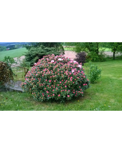 Рододендрон Персі Вайсман | Рододендрон Перси Вайсман | Rhododendron Percy Wiseman
