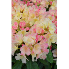 Рододендрон Персі Вайсман | Рододендрон Перси Вайсман | Rhododendron Percy Wiseman